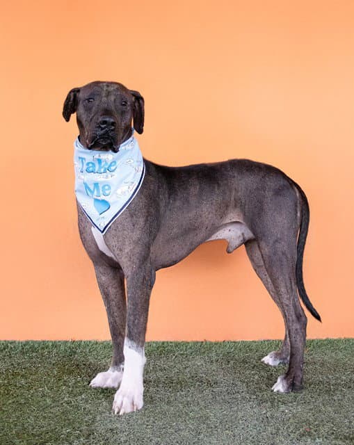 Guevito - Mastiff