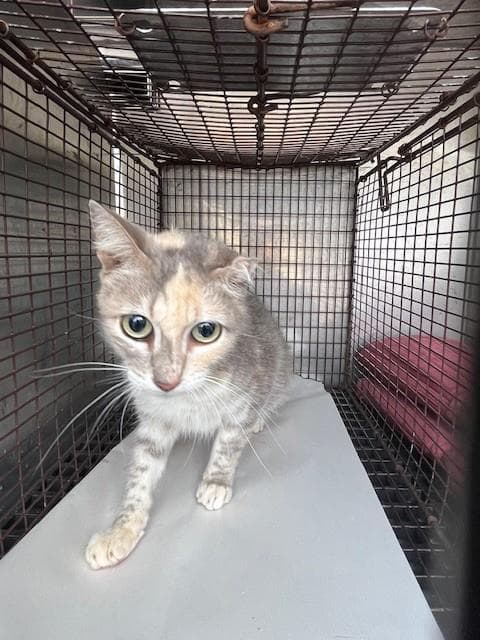 Missy - Domestic Short Hair