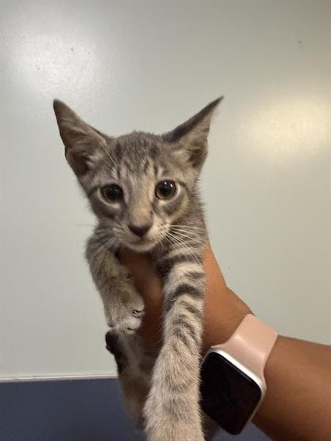 Dante - Domestic Short Hair