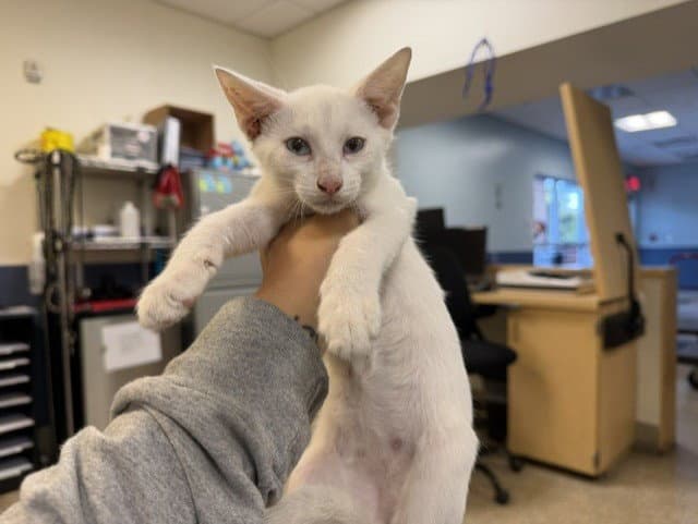 Yoda - Domestic Short Hair