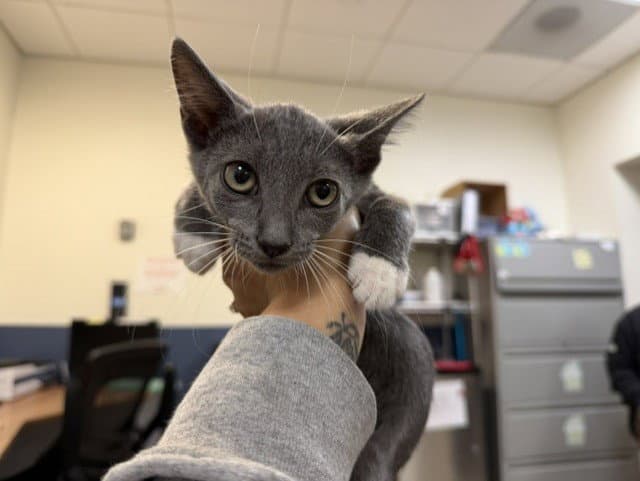 Loki - Domestic Short Hair