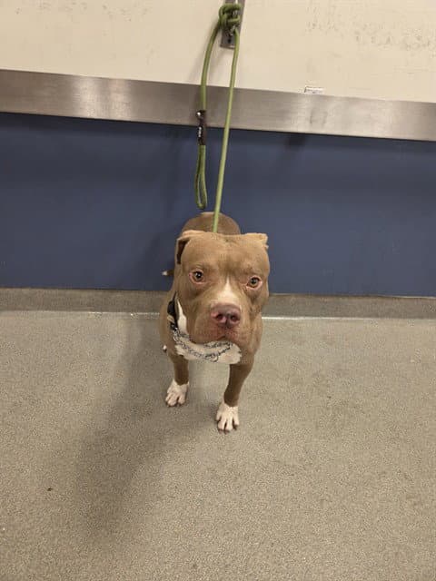Bolo - Pit Bull Terrier