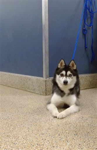Coco - Alaskan Klee Kai