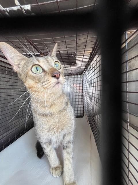 Star - Domestic Short Hair