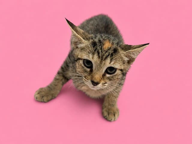 Mini - Domestic Short Hair