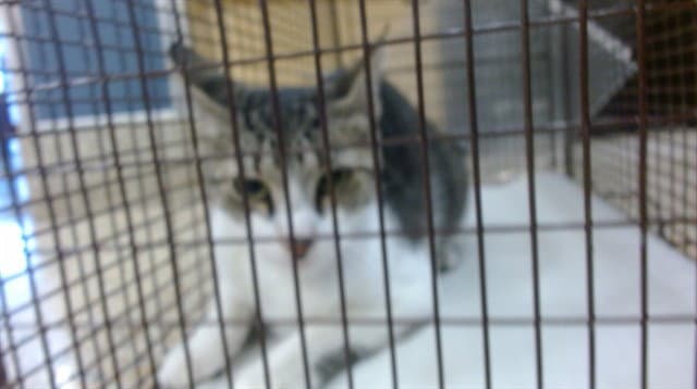 Bubu - Domestic Short Hair
