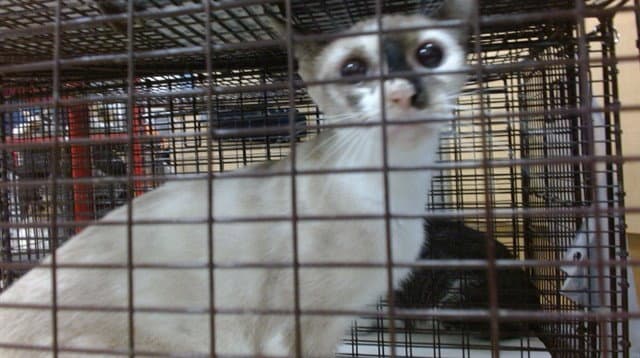 Chachi - Siamese