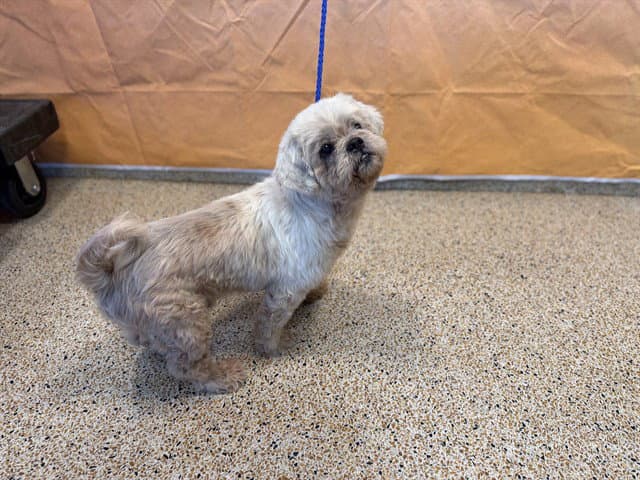 Benny - Shih Tzu