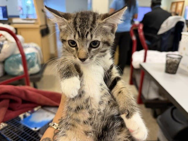 Chila - Domestic Short Hair
