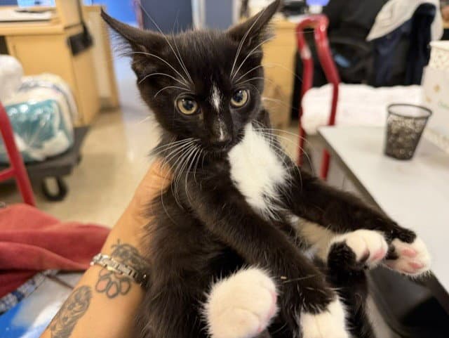 Joe - Domestic Short Hair