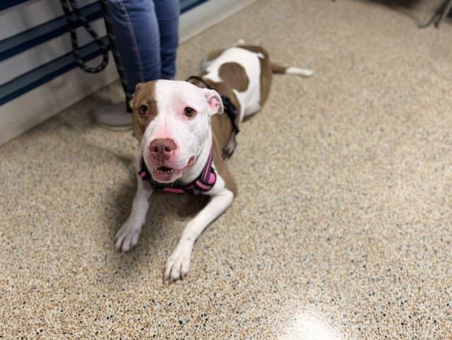 Daysi - American Bulldog