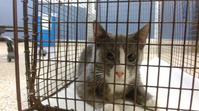 Francis - Domestic Short Hair