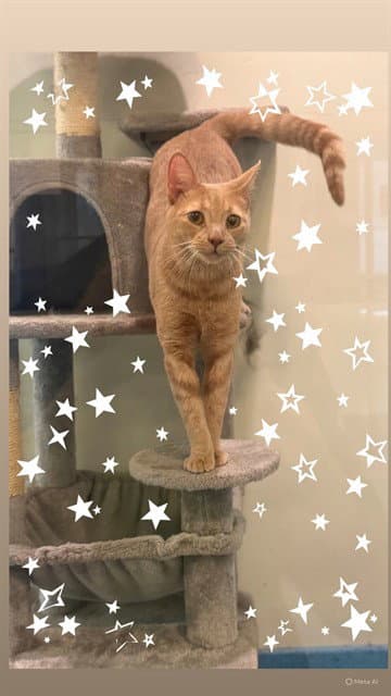 Galaxy - Domestic Short Hair