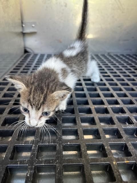 Peanut - Domestic Short Hair