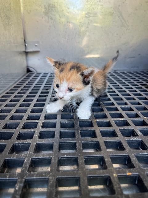 Pumpkin - Domestic Short Hair