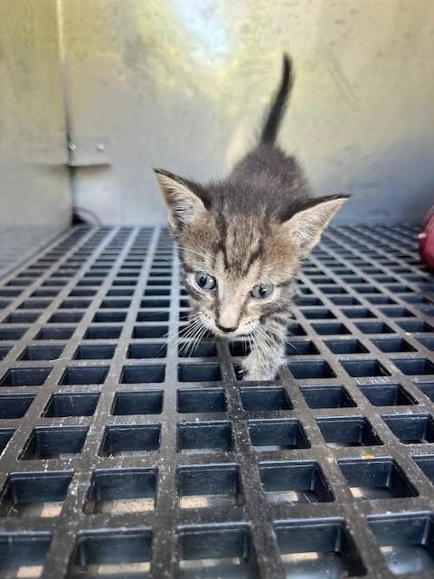 Scout - Domestic Short Hair