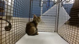 Mr Whiskers image 1