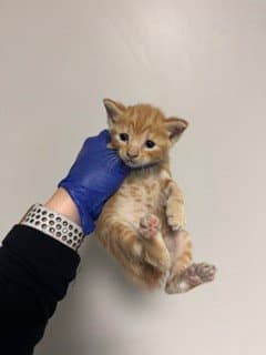 Prime - Domestic Short Hair