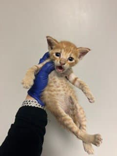 Mega - Domestic Short Hair