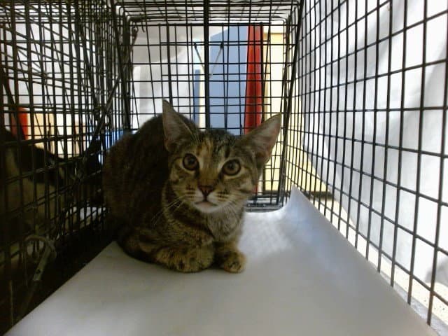 Rebecca - Domestic Short Hair