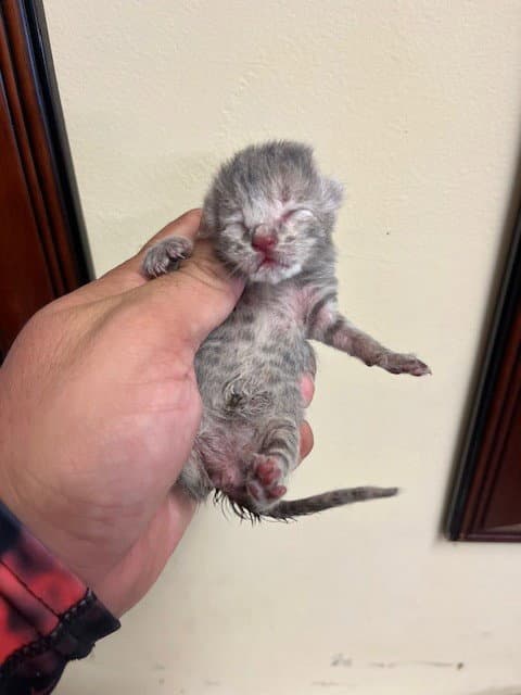 Neo - Domestic Short Hair