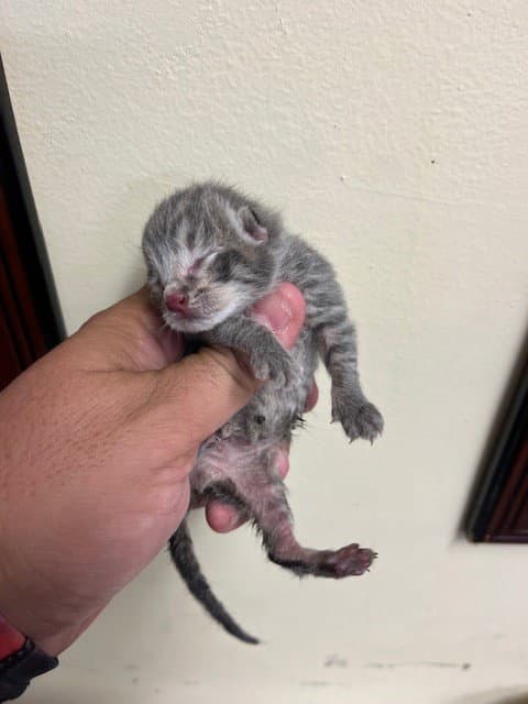 Neo - Domestic Short Hair
