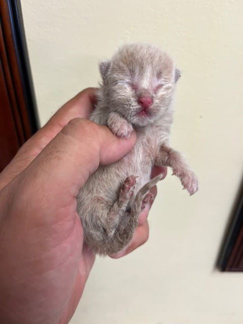 Neo - Domestic Short Hair