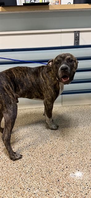 Bruno - American Bulldog