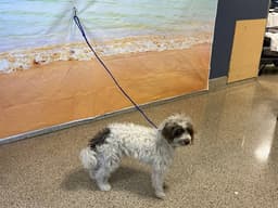 Rosco image 1