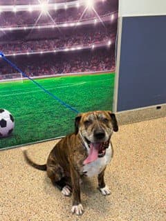 Bruno - American Bulldog