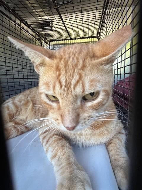 Dude - Domestic Short Hair