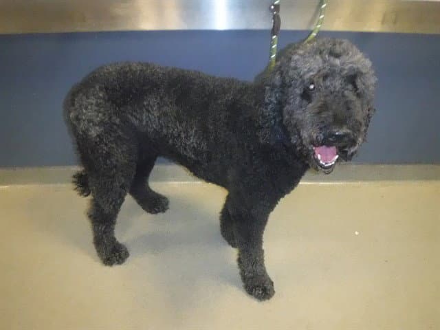 Ora - Poodle (Miniature)