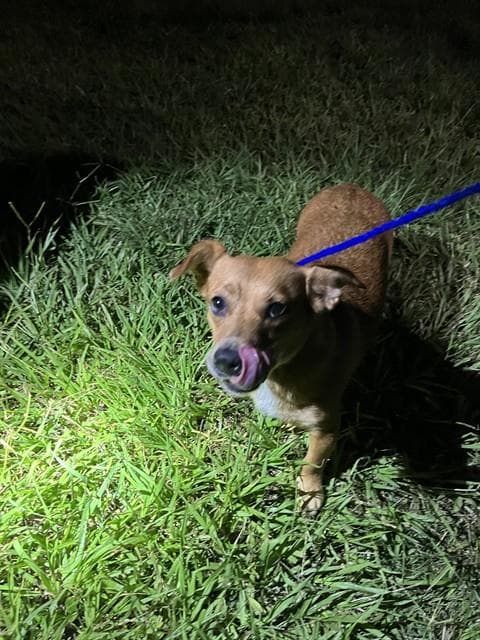 Tiny - Chihuahua