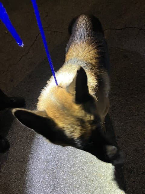 Max - German Shepherd Dog