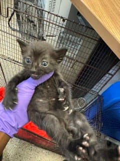 Basil - Domestic Short Hair