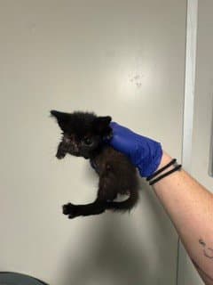 Syndel - Domestic Short Hair