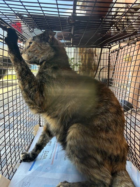 Fifi - Domestic Short Hair