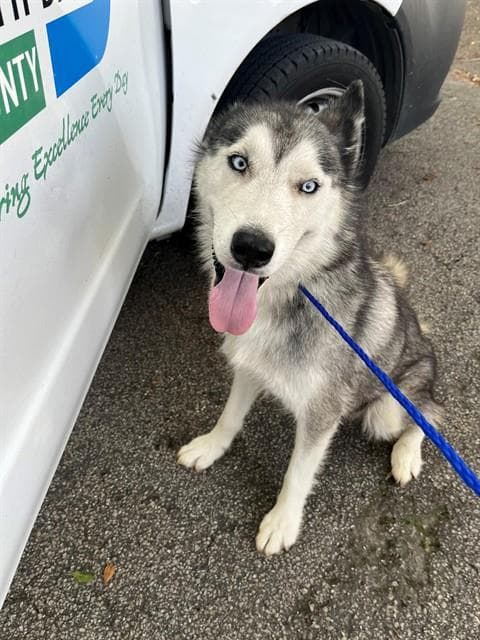 Snow - Siberian Husky