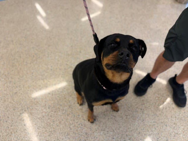Sadie - Rottweiler