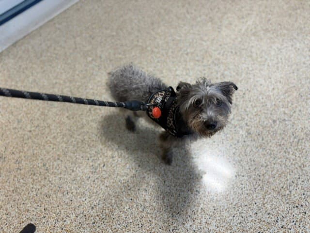 Willow - Yorkshire Terrier Yorkie