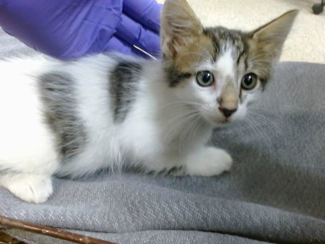 Maverick - Domestic Short Hair