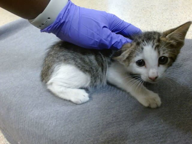 Versa - Domestic Short Hair