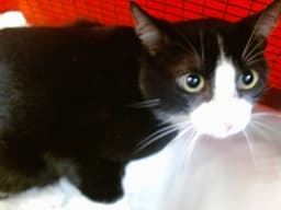 Benny image 1