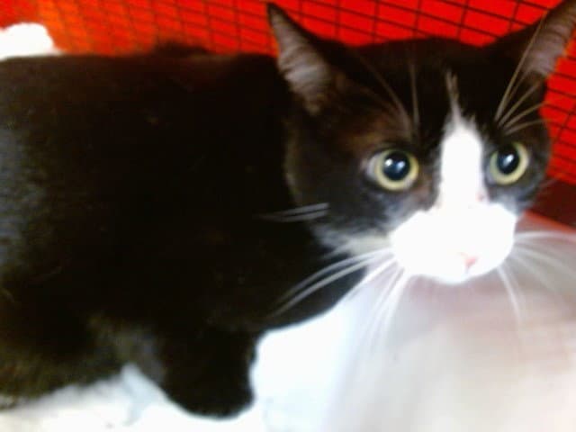 Benny - Domestic Short Hair