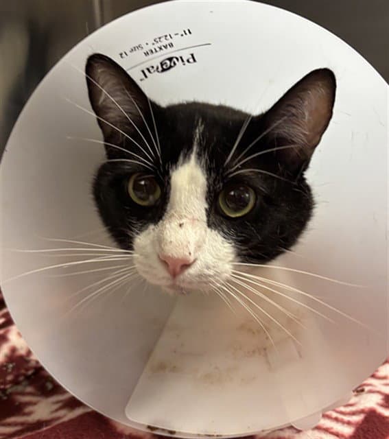 Benny - Domestic Short Hair