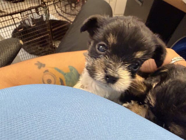 Bam Bam - Yorkshire Terrier Yorkie