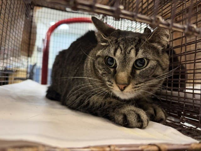 Maria - Domestic Short Hair