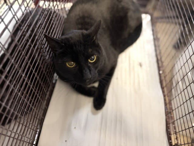 Bociha - Domestic Short Hair