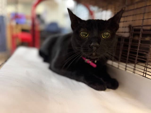 Rosi - Domestic Short Hair