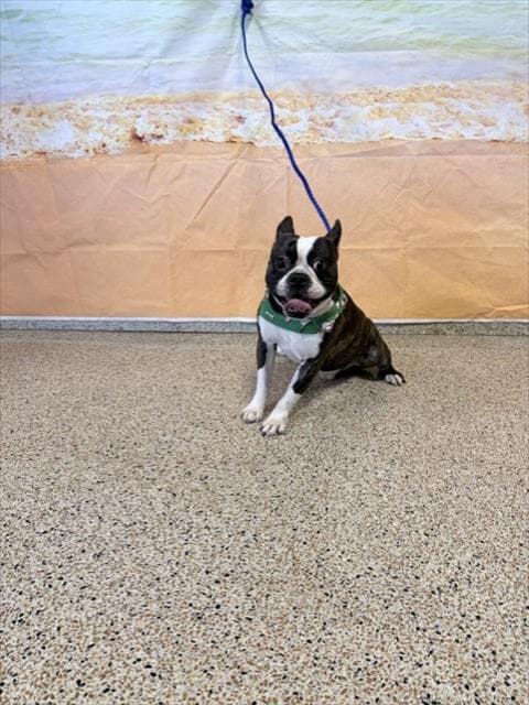 Rocky - Boston Terrier
